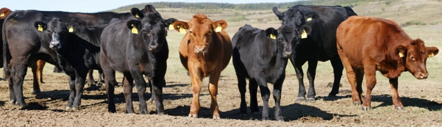 ACHIZITIONAM VITEI ANGUS SAU METIS DE ANGUS